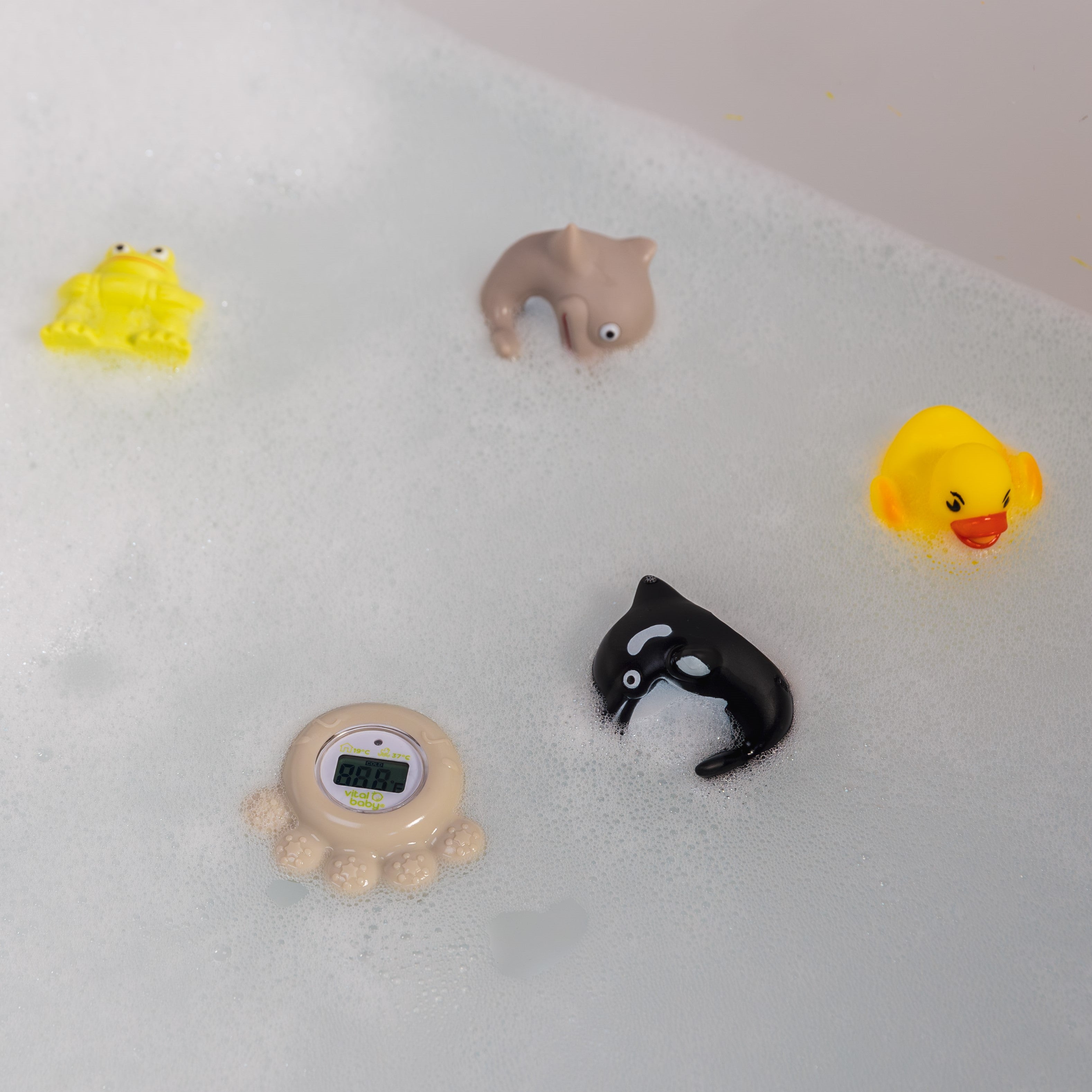 ducks & frogs